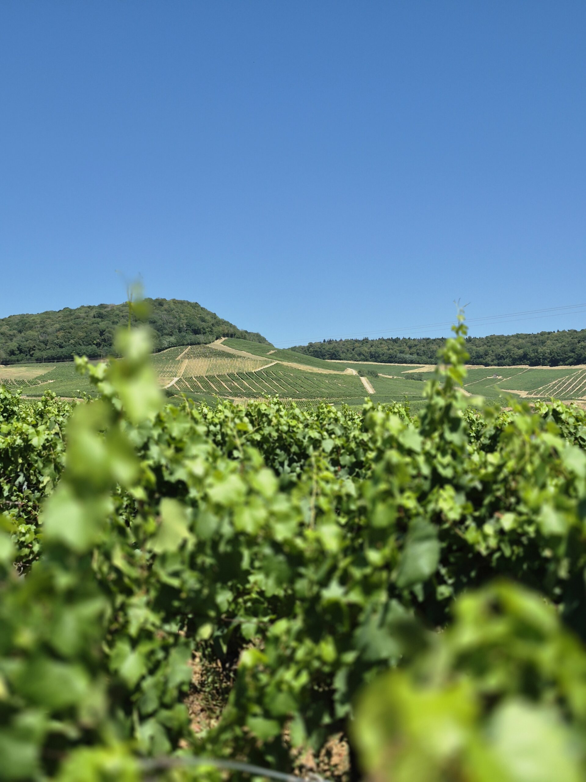 Dans les vignes du Plus petit village du Jura Le Vernois