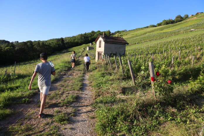 Vignes Bugey Vaingabond Cerdon Bugey