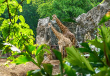 animaux disparus zoo
