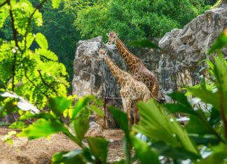 Rubrique. Grands mots, grands remèdes : Le zoo des animaux disparus animaux disparus zoo