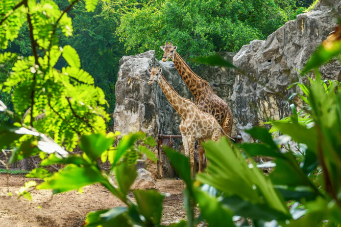 animaux disparus zoo
