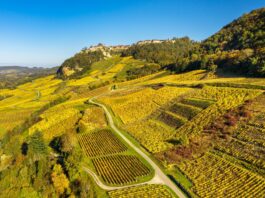Château-Chalon. Quatre villages pour une appellation d’exception AOC Château-Chalon