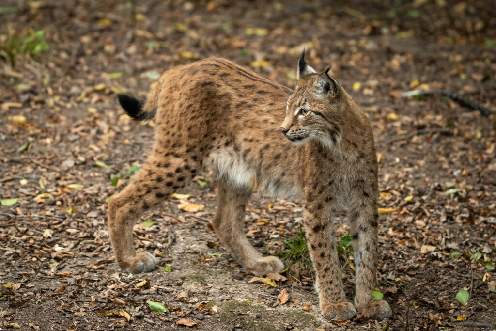 Association Protect the Lynx