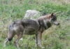 Haut-Jura. Le collectif CAP Loup appelle à renforcer la coexistence avec le prédateur loup Haut Jura coexistence