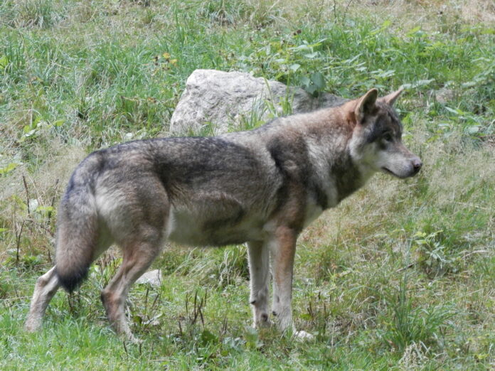 loup Haut Jura coexistence