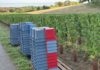 vendanges précoces Jura millésime