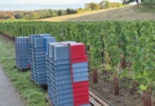 vendanges précoces Jura millésime