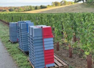 vendanges précoces Jura millésime