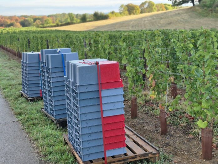 vendanges précoces Jura millésime