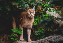 Jura. Une nouvelle signalisation sur les routes pour éviter les collisions avec le lynx lynx routes Jura