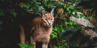 Jura. Une nouvelle signalisation sur les routes pour éviter les collisions avec le lynx lynx routes Jura