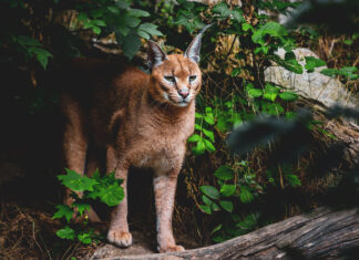 Jura. Une nouvelle signalisation sur les routes pour éviter les collisions avec le lynx lynx routes Jura