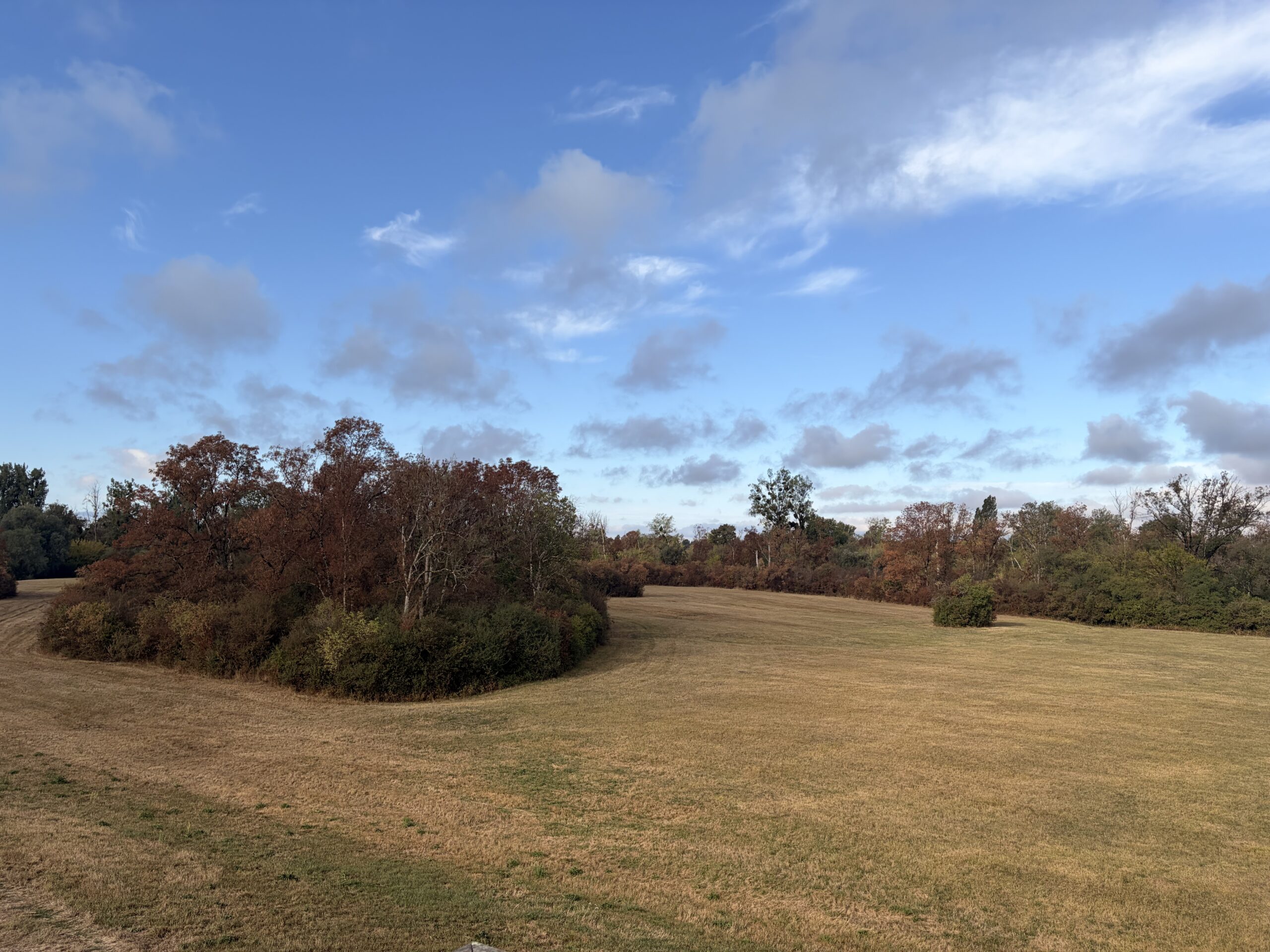 Réserve du Girard asséchée, arbres et prairie jaunie