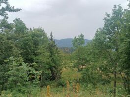 Série d’été (5/5) Les plus … du Jura : Le crêt Pela, le sommet le plus élevé Crêt Pela sommet plus élevé Jura