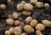 Histoire pomme de terre franche-comté