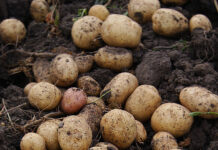 Mag39. Coin santé : La pomme de terre, du tubercule prohibé à l’aliment préféré ! Histoire pomme de terre franche-comté