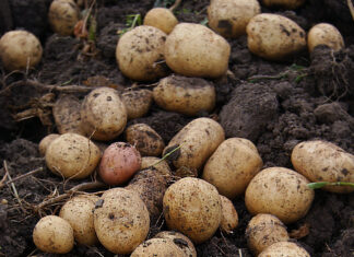 Mag39. Coin santé : La pomme de terre, du tubercule prohibé à l’aliment préféré ! Histoire pomme de terre franche-comté