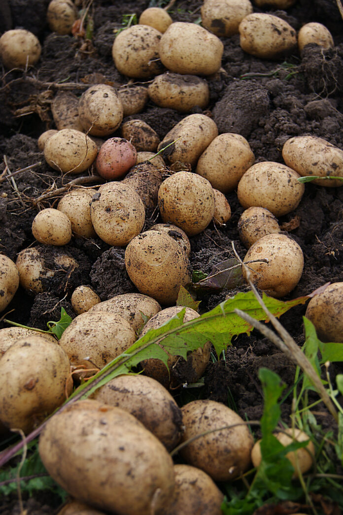 Histoire pomme de terre franche-comté