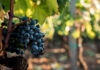 vendanges Jura 10 août