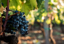 vendanges Jura 10 août