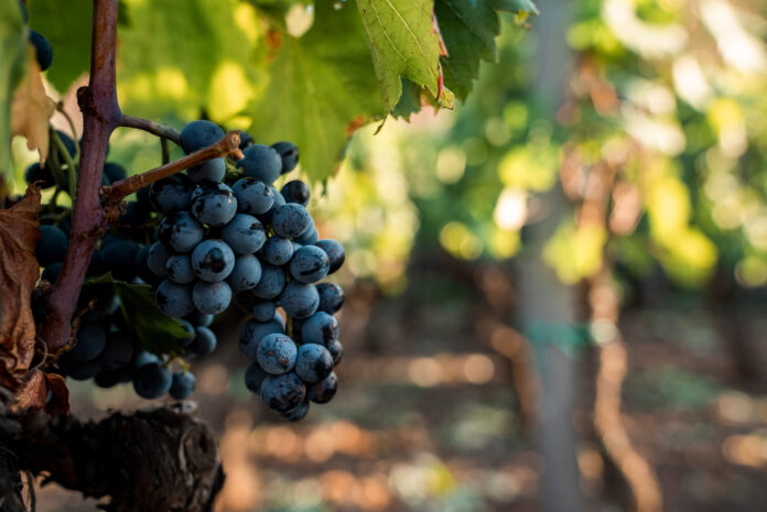 vendanges Jura 10 août