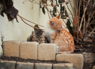 Bletterans. Une sensibilisation autour des chats errants