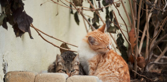 Bletterans. Une sensibilisation autour des chats errants
