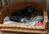 SPA Chien