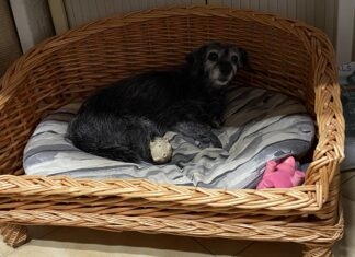 SPA Chien