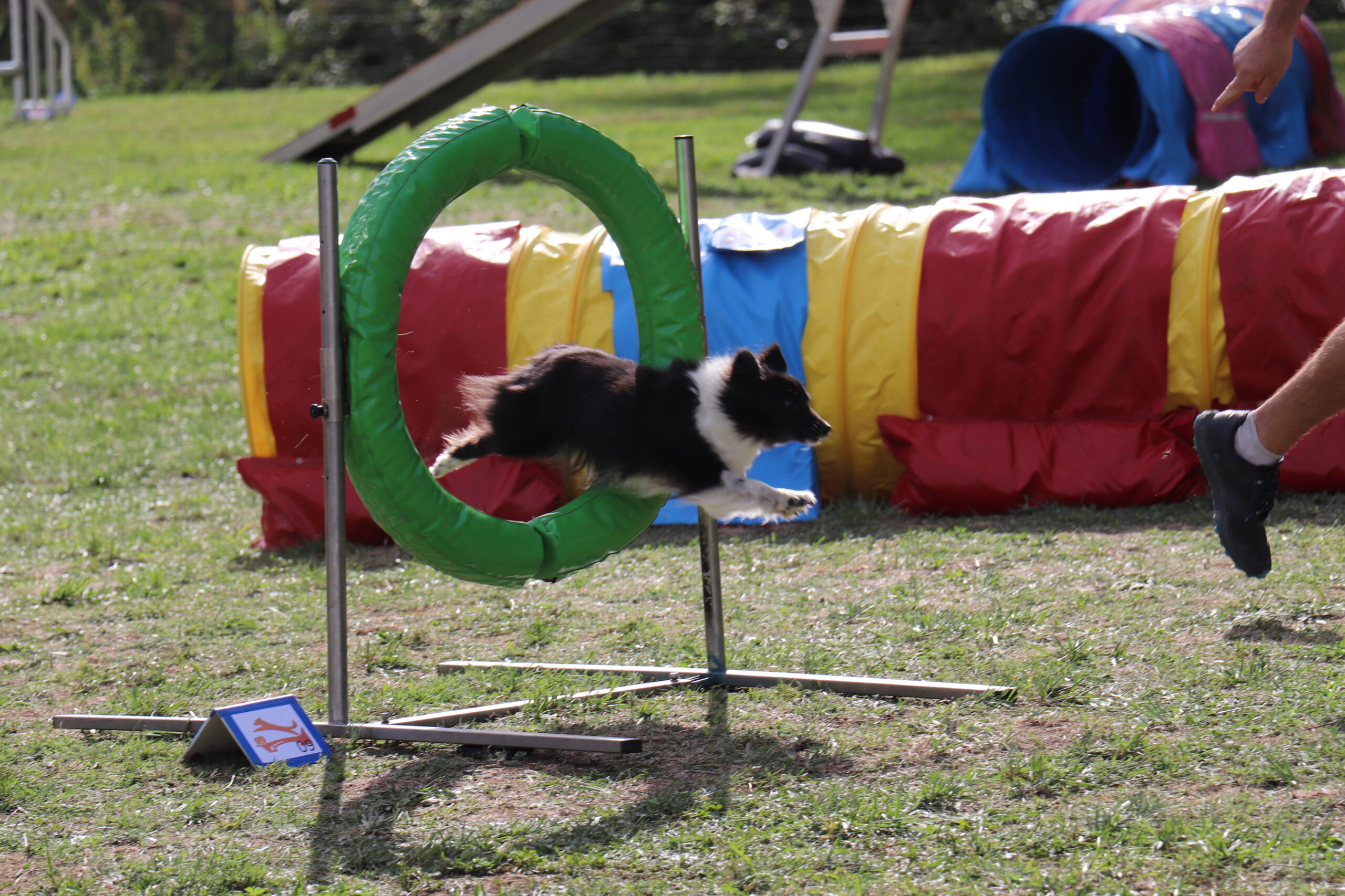 Chien d’agility franchissant une cible avec précision