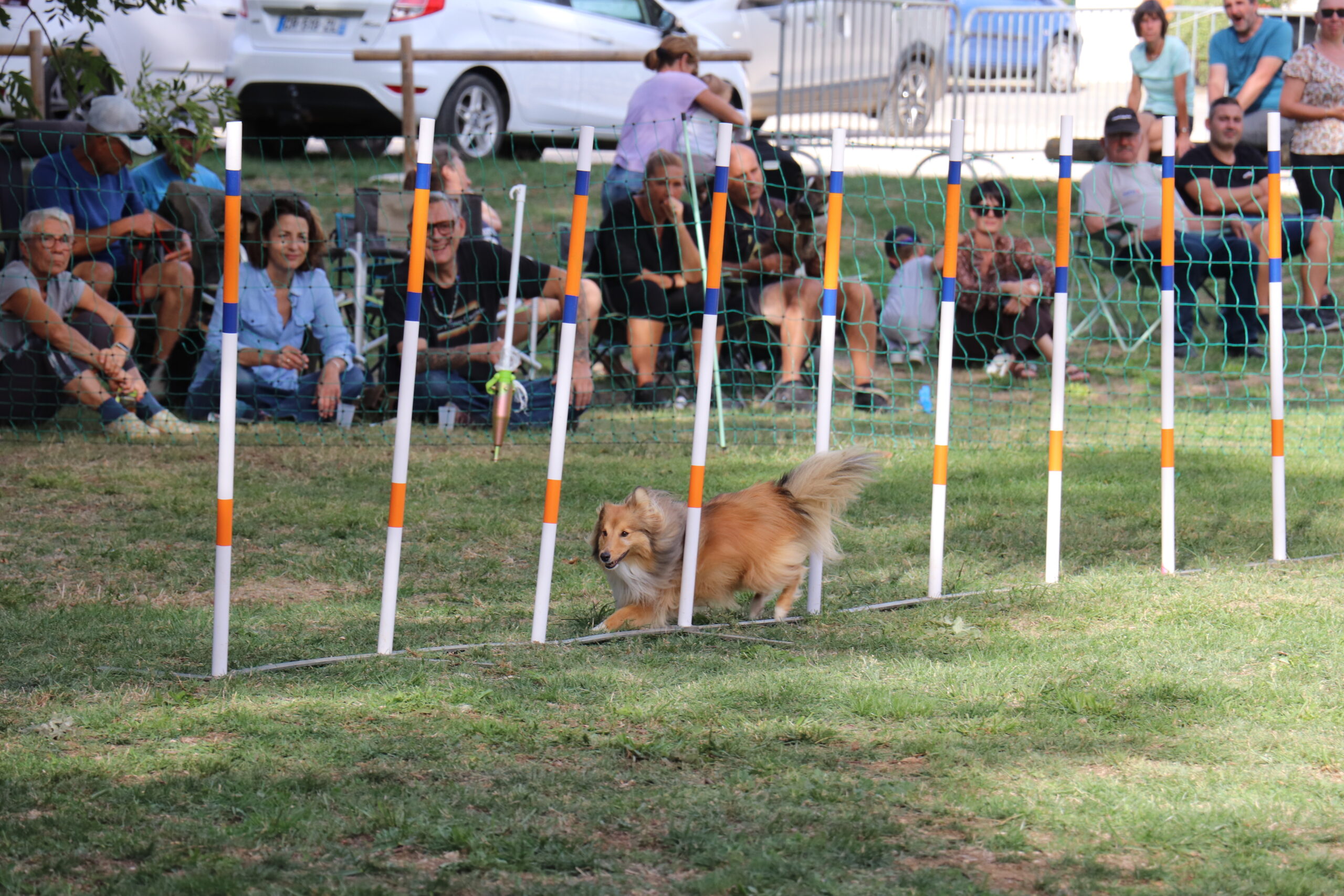 Chien d’agility réalisant le slalom entre les piquets