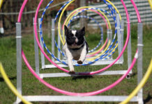 Thoirette-Coisia. L’agility va réunir chiens et maîtres le temps d’un week-end