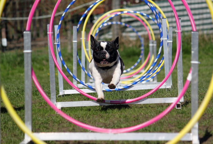 Concours d'agilité chiens - photo d'illustration