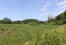 Monnetay. Une balade pour découvrir les plantes sauvages