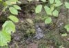 Cours d'eau