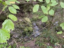 Choux. Renaturer les cours d’eau pour préserver la ressource en eau Cours d'eau