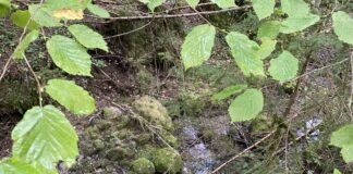 Choux. Renaturer les cours d’eau pour préserver la ressource en eau Cours d'eau