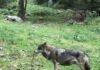 Haut-Jura. Colliers GPS sur les loups : FERUS privilégie la protection des troupeaux