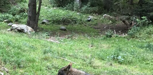 Haut-Jura. Colliers GPS sur les loups : FERUS privilégie la protection des troupeaux