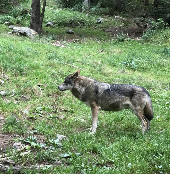 Le loup. GM