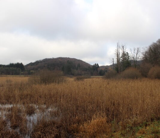 Arinthod. Un chantier bénévole pour préserver le marais de Brenet